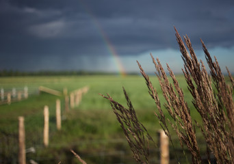 Field of grass with dark clouds and rainbow in the background