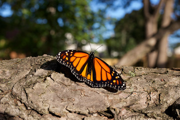 Monarch butterfly on a branch 