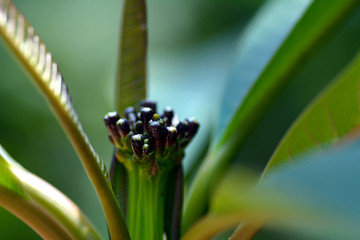 Bud of plumeria in JAPAN. It is in May.