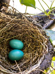 Robin Eggs in Nest