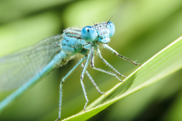 オオセスジイトトンボ(オス)