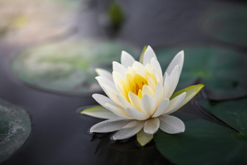 Weißer Lotus mit gelbem Pollen auf der Teichoberfläche