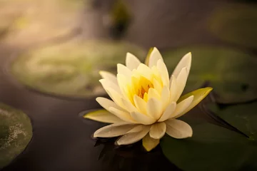 Photo sur Plexiglas fleur de lotus Lotus blanc avec du pollen jaune sur la surface de l& 39 étang