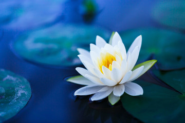 Weißer Lotus mit gelbem Pollen auf der Teichoberfläche