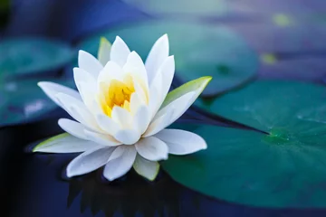 Keuken foto achterwand Lotusbloem Witte lotus met geel stuifmeel op het oppervlak van de vijver