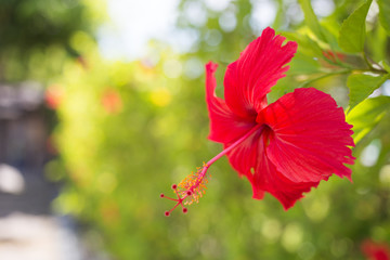 Red Hibiscus.