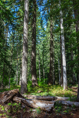 Forest light