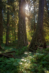 Grove of the patriarchs light