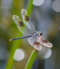 Four Spotted Pennant