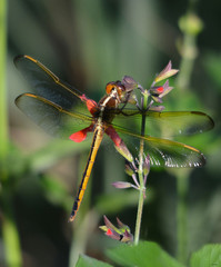 Needham's Skimmer