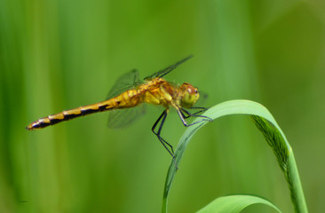 Ruby Meadowhawk Female