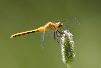 Whitefaced Meadowhawk female