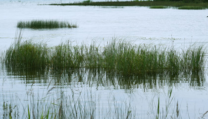 Reed Beds