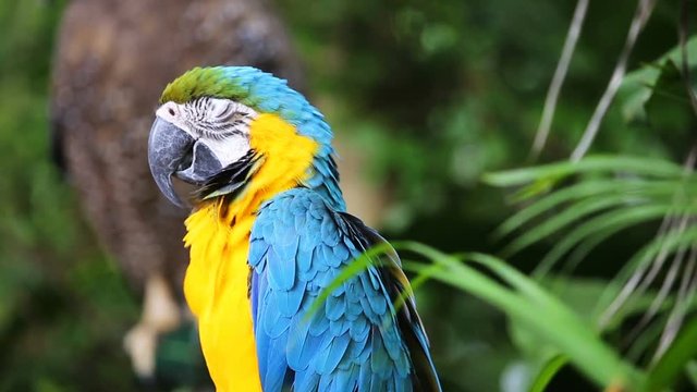 Blue and Yellow macaw
