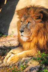 Naklejka na ściany i meble Lion resting in golden sunlight