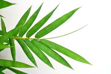 Fototapeta premium bamboo leaves on White background texture.beautiful surface