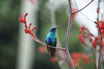 Colibri