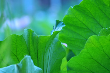 Fototapeta premium close up of lotus leaves