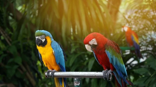 Group of Blue and Yellow macaw