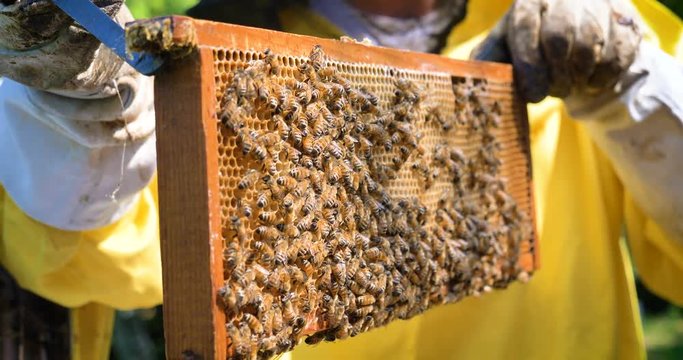 The beekeeper looks after bees, honeycombs, a lot of honey, in a protective beekeeper's beast. Concept: bee hive, pure natural product, useful product, yellow golden honey, swarm of bees, hardworking.