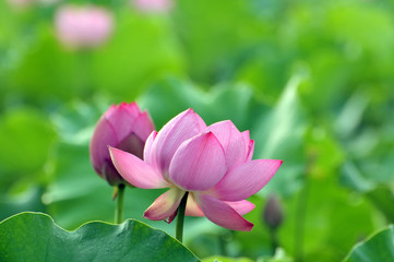 Obraz premium pink lotus flower