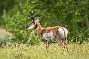 Solo Pronghorn Sheep