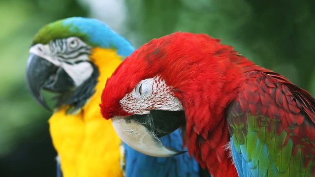 Blue and Yellow macaw