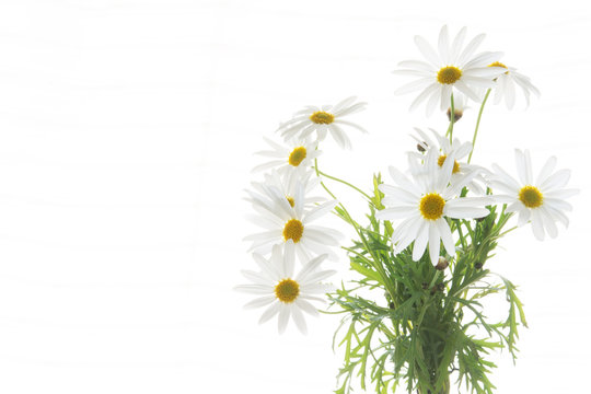 マーガレット Images Browse 4 5 Stock Photos Vectors And Video Adobe Stock
