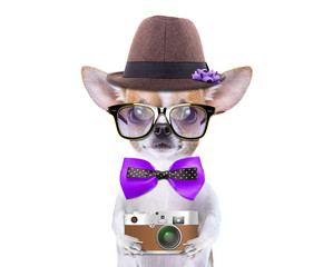 Smart beautiful dog chihuahua with a photocamera. Funny animals. Fashionable dog dressed in beautiful clothes. Hipster dog
