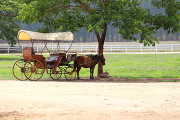 Horse drawn Carriage.