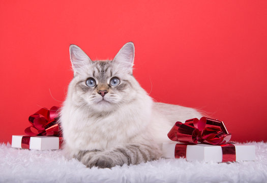 Beautiful purebred cat with Christmas gifts. New year. Christmas animals