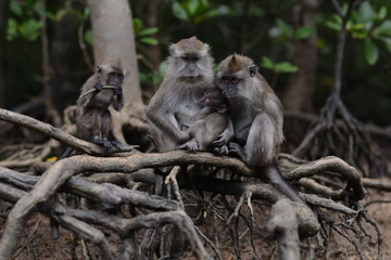mangrove monkey
