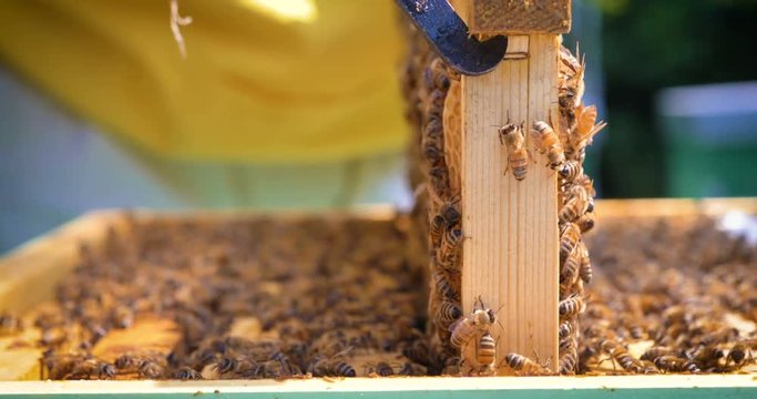 The beekeeper looks after bees, honeycombs, a lot of honey, in a protective beekeeper's beast. Concept: bee hive, pure natural product, useful product, yellow golden honey, swarm of bees, hardworking.