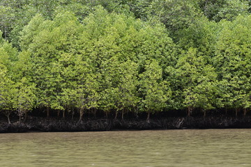 mangrove tree