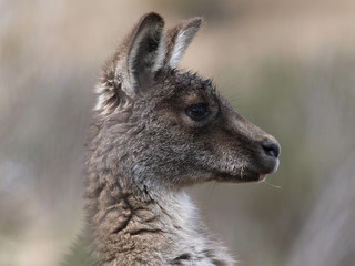 A portrait of a kangaroo,, Snowy Mountains, NSW, Australia