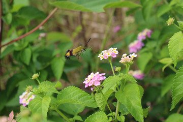 ランタナの花の蜜を吸うオオスカシバ