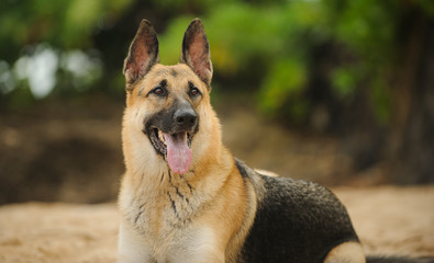 German Shepherd dog portrait on beach