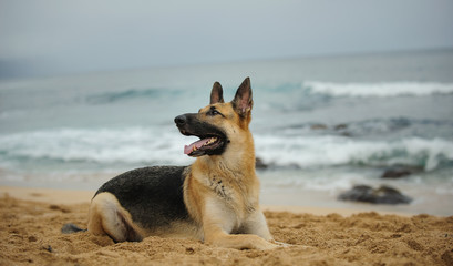 German Shepherd dog lying on sand beach