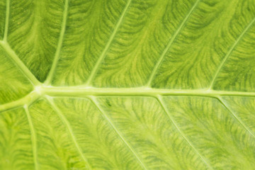 Elephant ear leaf texture, natural and ecology concept background