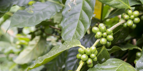 Fresh green coffee beans on coffee tree, banner style, outdoor day light