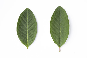 Naklejka na ściany i meble Fresh green guava leaf isolate on white background