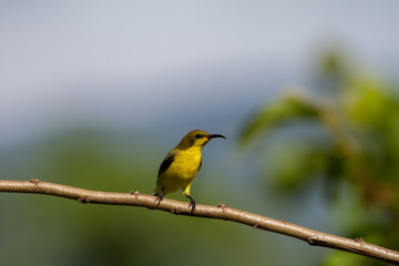 Obraz premium Olive-backed sunbird, Yellow-bellied sunbird