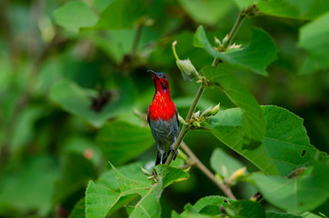 Crimson Sunbird perching on a branc