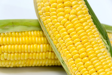 fresh corn