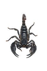 Scorpion isolated on white background