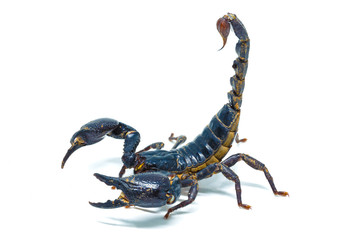 Scorpion isolated on white background