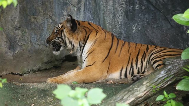 Tiger sleeps in a cave.