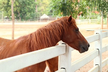 Fototapeta premium horse in the farm