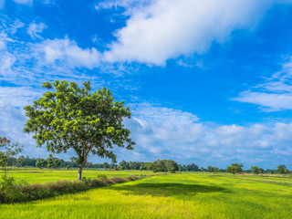 Fototapeta na wymiar green field with blue sky.