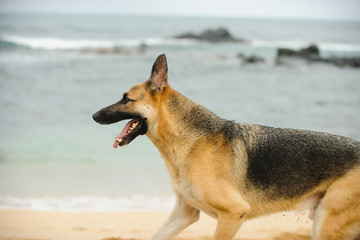 German Shepherd dog running on ocean beach